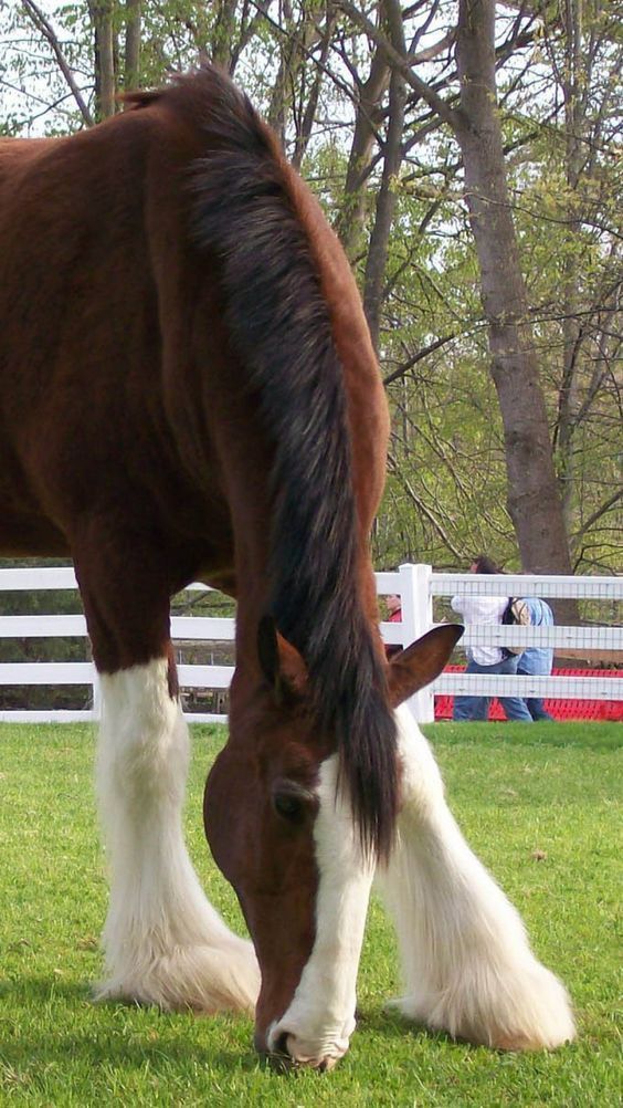 Shire Horses